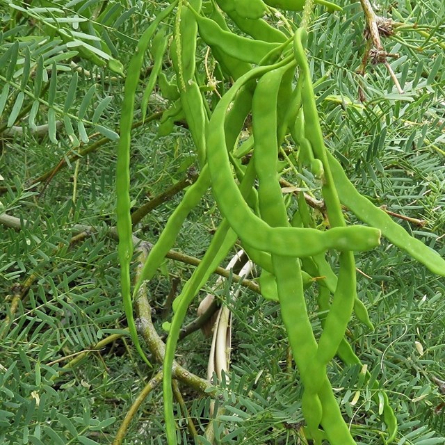 Young green Honey Mesquite beans