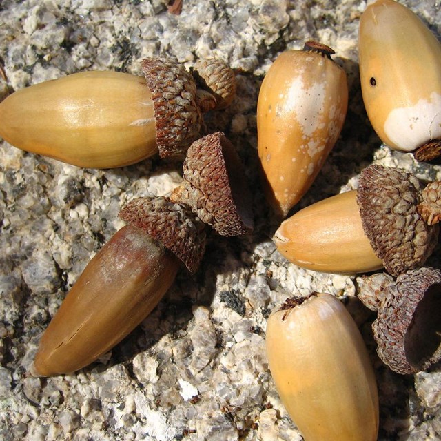 Live Oak Acorns