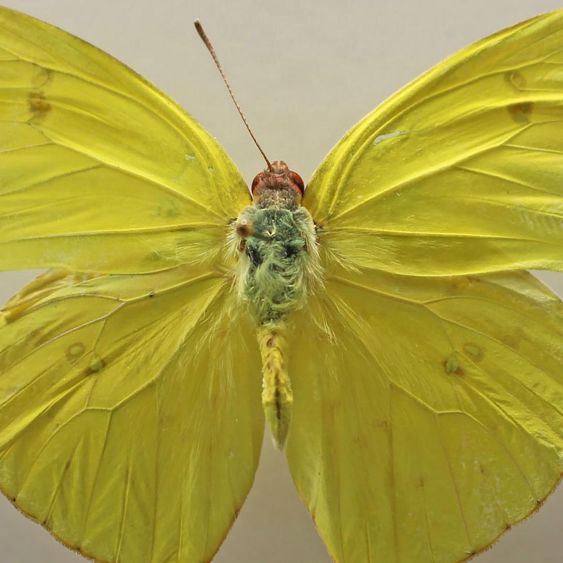 Cloudless Sulphur butterfly