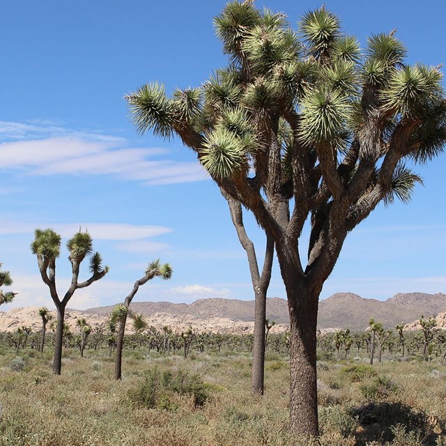 Joshua Tree