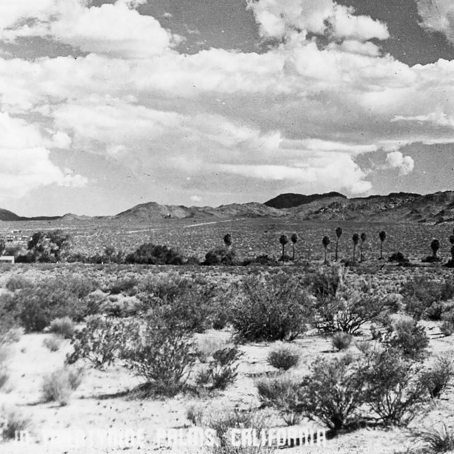 Joshua Tree Historic Photo Collection