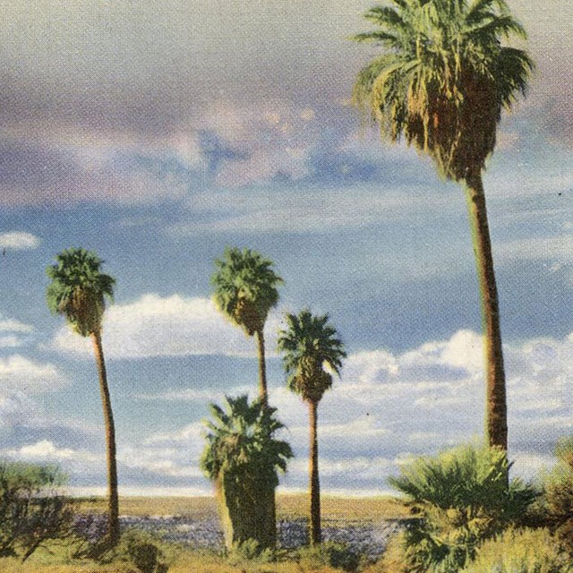 “Twentynine Palms Oasis” Postcard