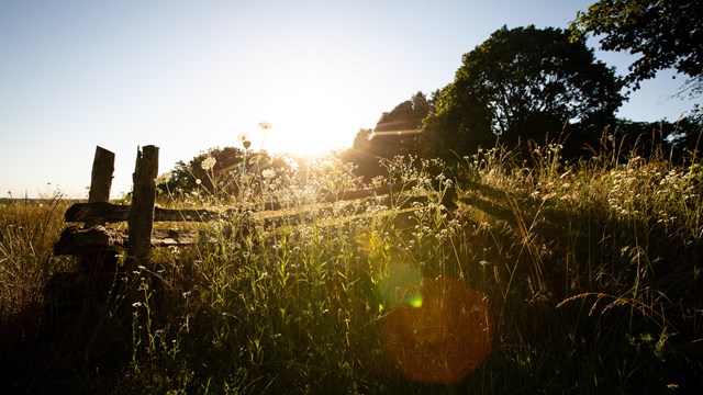 Sunset over a grassy field with wooden fence in foreground, some trees in back ground