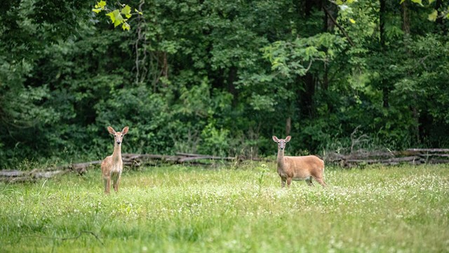 Photo of two deer standing in a green field with green trees in the back ground 