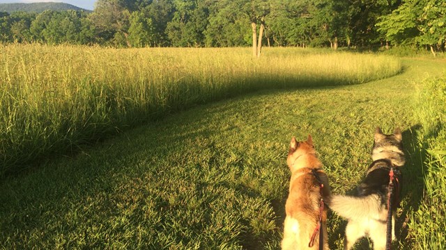 Two dogs explore a grassy trail with a field on the left and trees on the right.