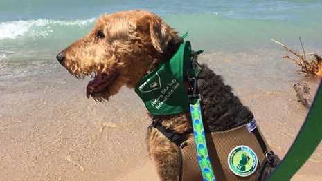 Make your pup a National Parks BARK Ranger, subscribe to News Without Politics, unbiased news source