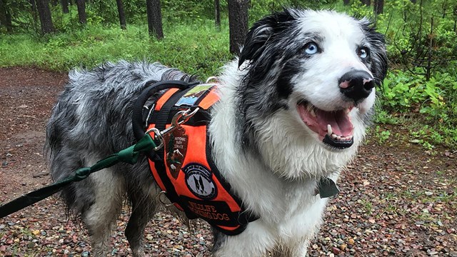 Black and white Australian shepherd wears a red pack and is ready to work.