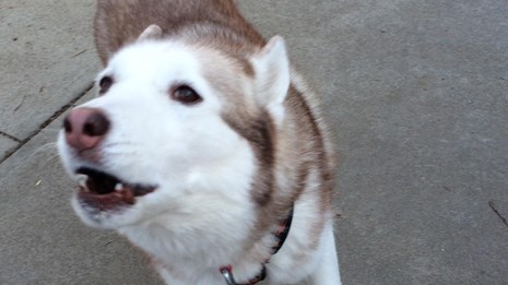 Husky talking