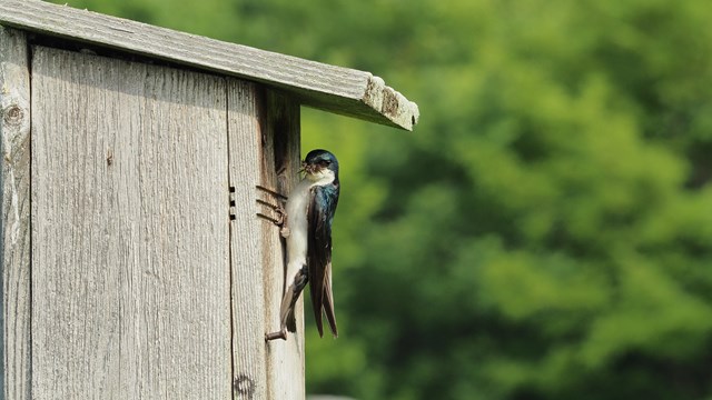 a blue-black tree swallow looks left has a mouthful of insects, holds onto the hole of a birdhouse 