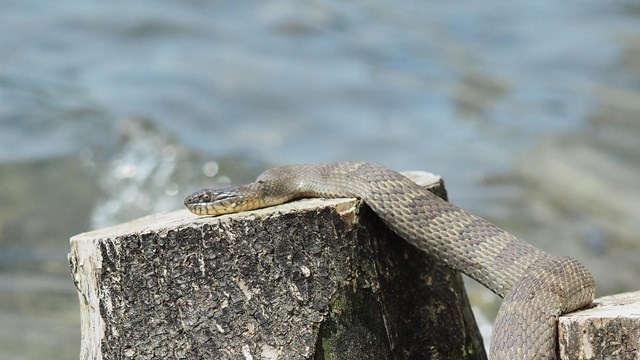 About a 4-foot long Lake Erie water snake rests its head on a tree stump and its body hangs down