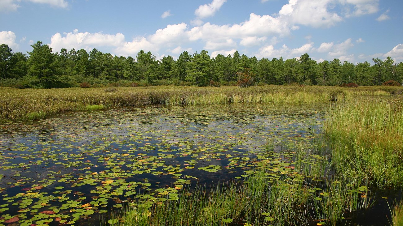 Large pond surrounded by a thick line of pine trees