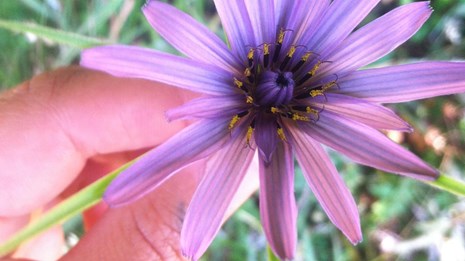 Close up view of a biologist holding a purple flower.