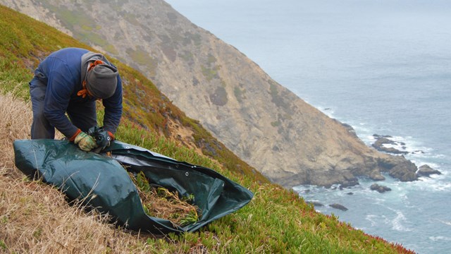 Researcher gathers invasive ice plant on a coastal cliff.