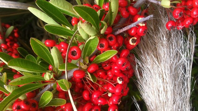 Close up of invasive species Firethorn (Pyracantha augustifolia).