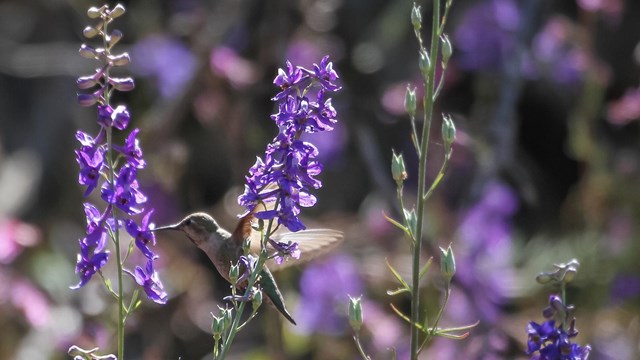 Close up of purple flower, Larkspur.