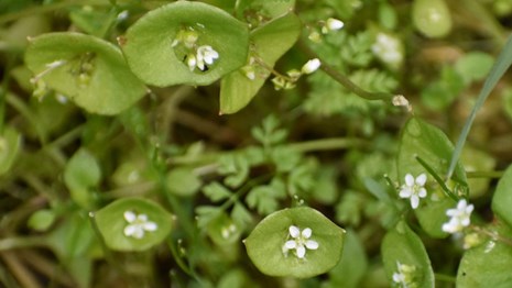 Close up of green plant with small white flowers.