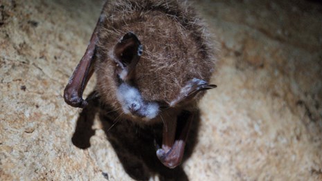 Close-up of Bat with fuzzy white nose syndrome fungus visible on its nose.