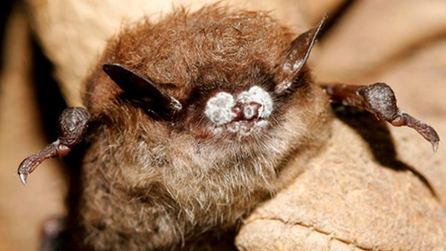 Small fuzzy bat with white fungus growing on it's nose.