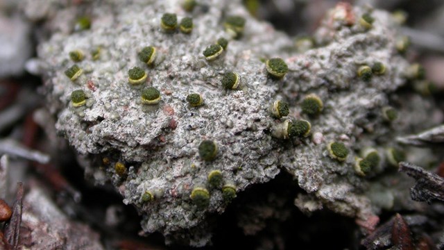 Close up of Texosporium lichen.