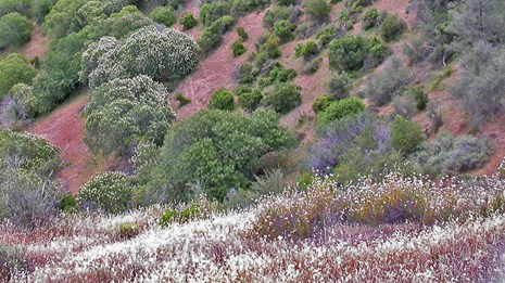Landscape image showing vegetation at Pinnacles.