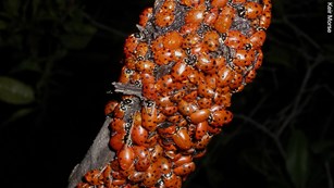 Ladybugs clustered together for warmth on a branch.