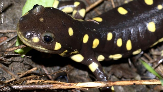 Close up of brownish-black salamander with yellow spots.