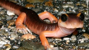 Photo of orange-bellied salamander on rocky ground.