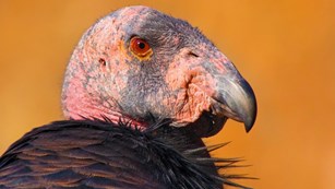 Profile of a California condor head, with piercing golden eye, pink skin, and hooked beak.