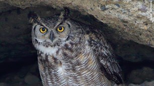 A great horned owl takes shelter in a small cave among the rock formations at Pinnacles NP.
