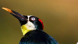 Close up on face of acorn woodpecker, with long arc of a beak, yellow throat, and black body.