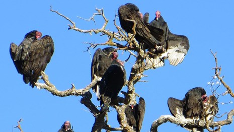 Turkey vultures perched in a tree.