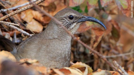 Photo of California thrasher with an arc-shaped beak among fallen leaves.
