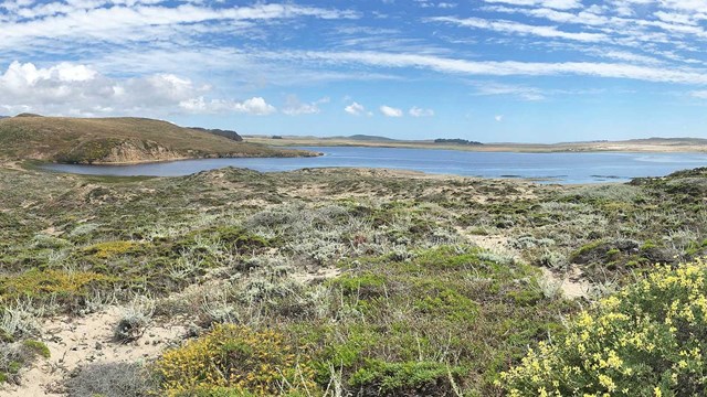 Coastal dune scrub at Abbotts Lagoon, Point Reyes National Seashore