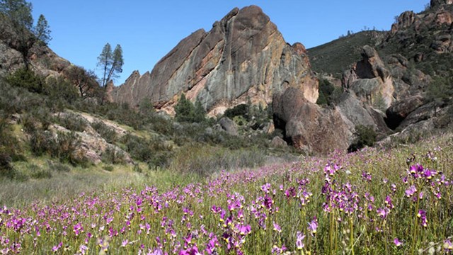 Field of wildflowers in foreground with rock formations in the background.