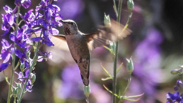 A mottled hummingbird sips from the blossoms a purple flower.