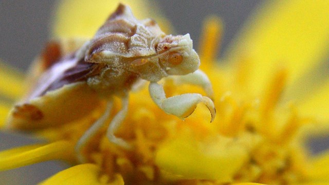 Close up photo of an ambush bug waiting on a yellow flower for its insect prey to arrive.