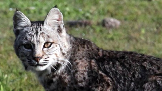 A bobcat prowls on green grass.