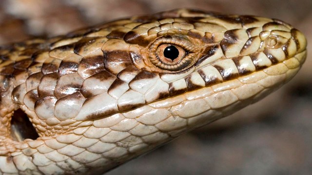 Close up of alligator lizard.