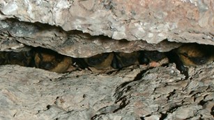 Little brown bat faces peek out of a horizontal crack in the rock.