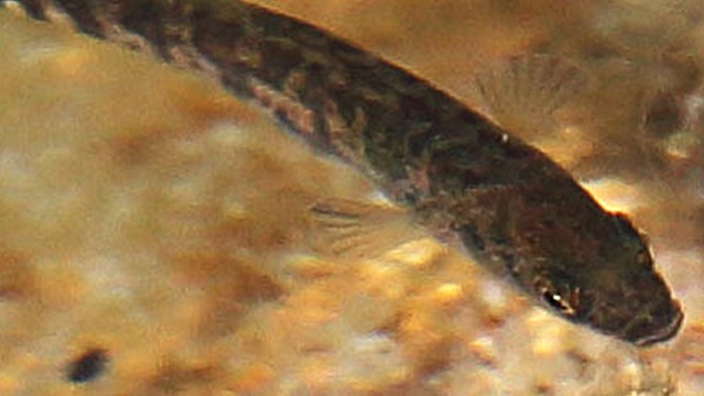 Overhead shot of three-spine stickleback.