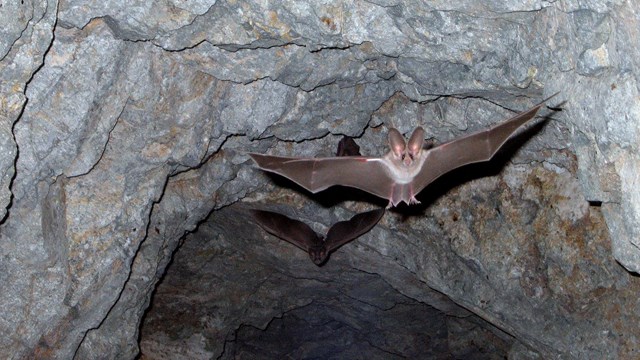 Bat flying with open wings in a cave.