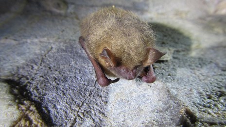 Little bat crawling on a rock.