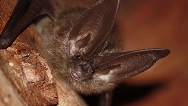 Townsend's big eared bat perched on a rock.