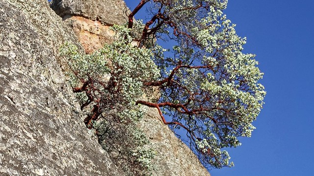 Manzanita grows on a rocky surface at Pinnacles.