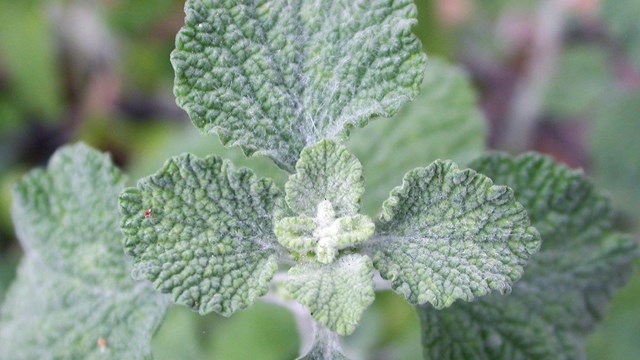 Close up of rough leaves of Marrium vulgare, an invasive plant at Pinnacles.