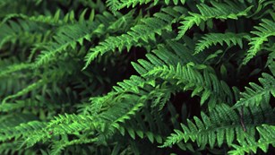 Close up of licorice fern.