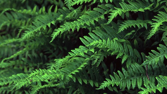 Close up of licorice fern.