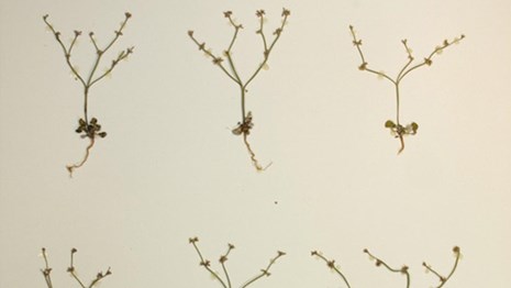 Specimens from rock and scree habitat, Pinnacles Digital Herbarium.