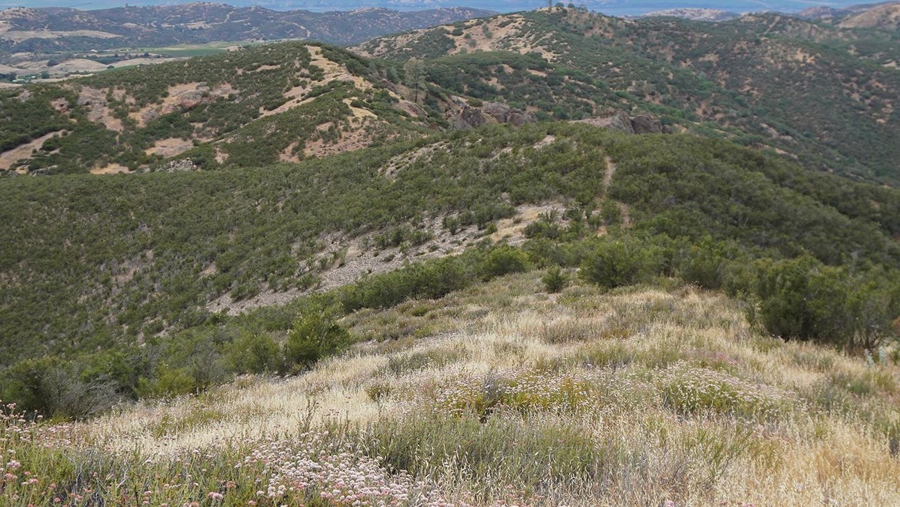 Grassland and chaparral vegetation at Pinnacles National Park.