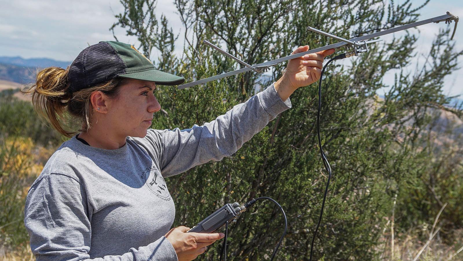 Biologist lifts metal device, scanning vegetated area for nearby condors.